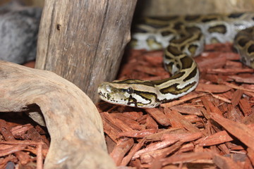 Serpent