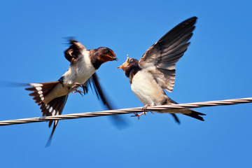 the swallow feeds her chick on the wires
