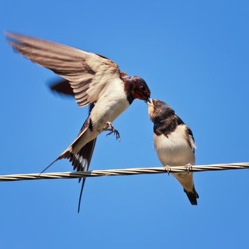 the swallow feeds her chick on the wires