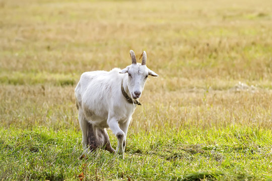 white goat grazing on a green meadow