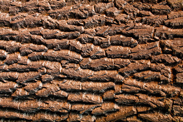 Tree bark texture
