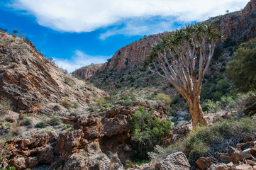 K&ouml;cherbaum im Tal des Naukluft-Gebirges