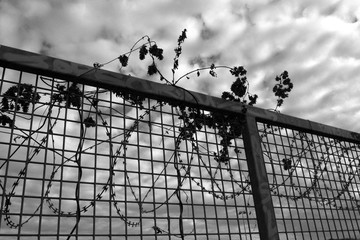 Stacheldraht und Pflanzen