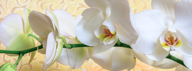 Panele Szklane Podświetlane  Kwiaty biała orchidea