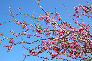 image of Spring Cherry blossoms tree. selective focus photo
