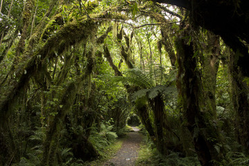 Bosque cerca de Franz Joseph