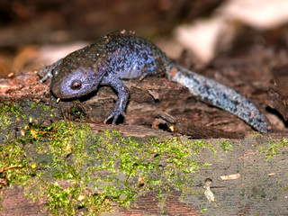 Obraz premium Mole Salamanders (Ambystoma talpoideum) have mottled patterns and can be found throughout the southern United States