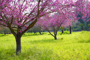 image of Spring Cherry blossoms tree. selective focus photo
