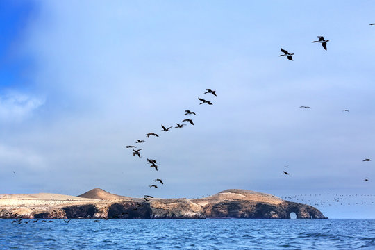 ocean, island and flock of birds