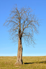 tree in field