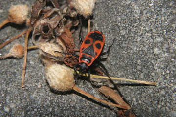 Kowal bezskrzydły © Marek Durajczyk