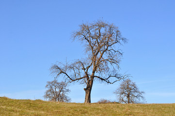 trees in field