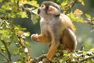Singe saïmiri