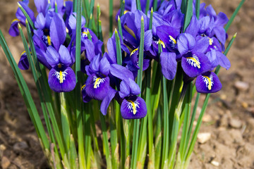 parc d& 39 iris de fleurs du matin