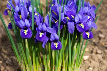 Crédence de cuisine en verre imprimé Iris parc d& 39 iris de fleurs du matin