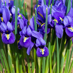 morning flower iris park