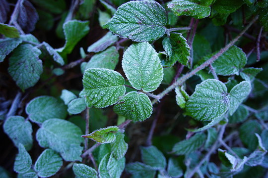 Feuilles sous le givre