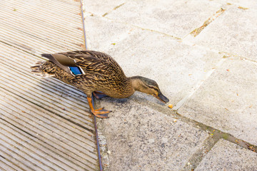 Female Mallard Reaching For a Bread Crumb