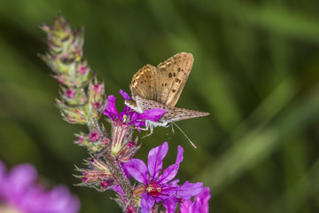 Brauner Feuerfalter (Lycaena tityrus)