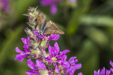 Brauner Feuerfalter (Lycaena tityrus)