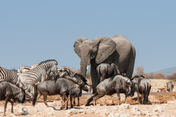 Fototapeta premium Elefant mit Zebras und Gnus am Wasserloch; Etosha Nationalpark