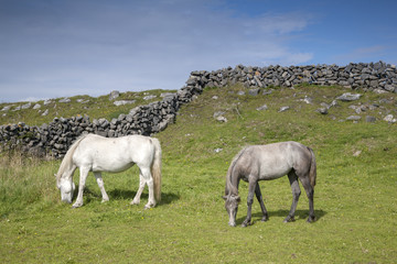 Obraz na płótnie Canvas White and Grey Horse in Field on Inishmore, Aran Islands