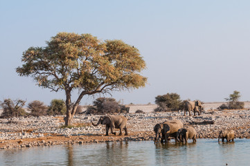 Elefanten am Wasserloch; Etosha Nationalpark; Namibia - obrazy, fototapety, plakaty