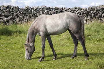 Obraz premium Grey Horse in Field on Inishmore, Aran Islands