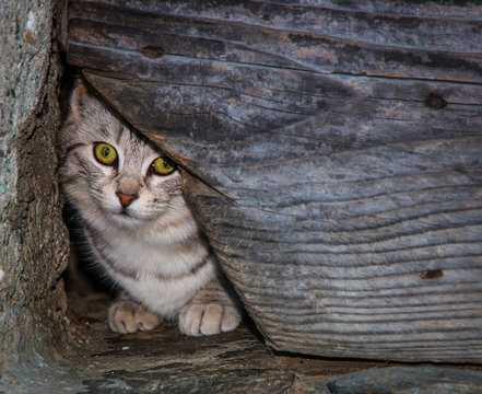 gatto spia attraverso la fessura di una porta