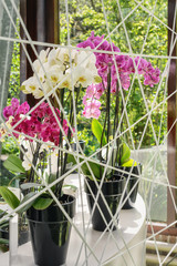 Decorative composition of orchids.