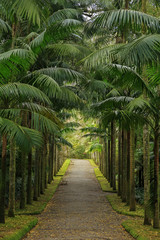 Park with palms and benches