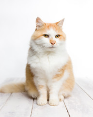 Red and white long haired cat sitting on white painted wood with white background. Selective focus.
