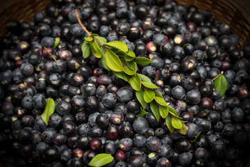 Bacche di mirto della Sardegna