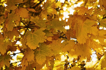 Yellow maple leaves background