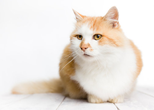Red and white long haired cat sitting on white painted wood with white background. Selective focus.
