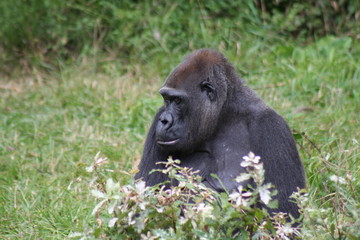 Obraz premium Gorille