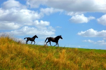 Obraz na płótnie Canvas foal, horses
