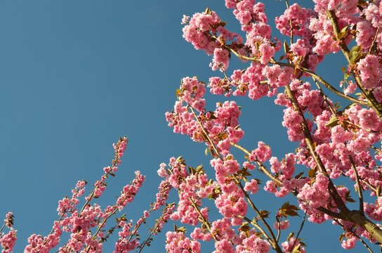 Hintergrund Himmel - Rahmen Umrahmung - Mandelb&auml;umchen bl&uuml;hen 