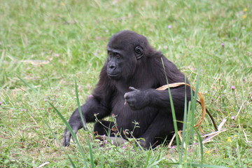 Gorille
