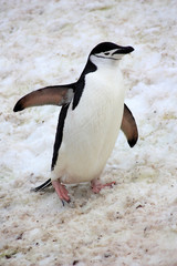 Fototapeta premium Zügelpinguin