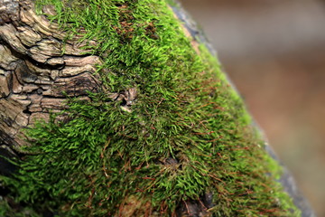 Moss grow on tree bark. Abstract background