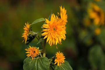 Bunte Blumen unter blauem Himmel