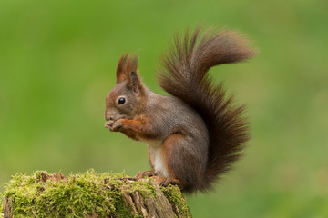 Naklejka na ściany i meble Europäisches Eichhörnchen, Eurasian red squirrel, Sciurus vulg