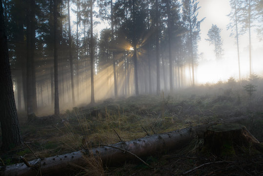 Fototapeta Naturwald im Goldlicht