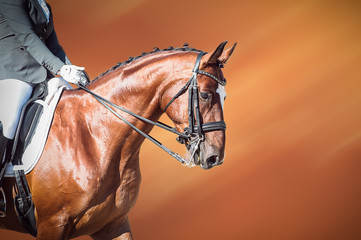 Bay horse: dressage - equestrian sport