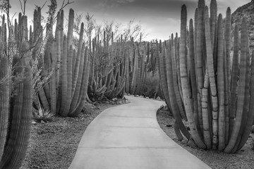 Organ Pipe  Cactus Forest
