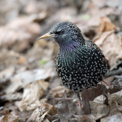 European Starling (Sturnus vulgaris, male) in early spring