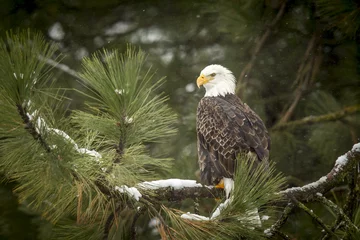 Door stickers Eagle Bald eagle in snowy tree.