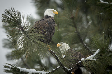 Two eagles on a snowy day. © Gregory Johnston