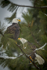 Two eagles perched on a branch.